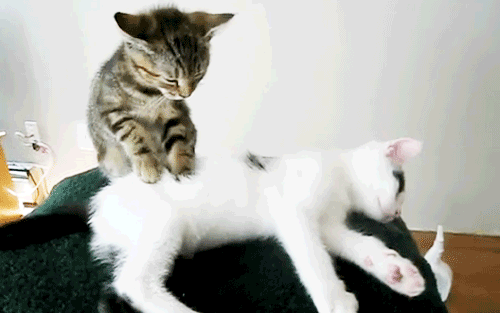 img_20131231-205333.gif