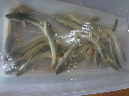 プラチナカムルチー大量入荷