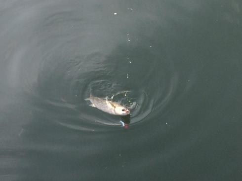 img_20161116-220856.jpg