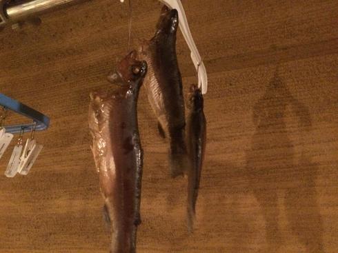 img_20161206-210131.jpg