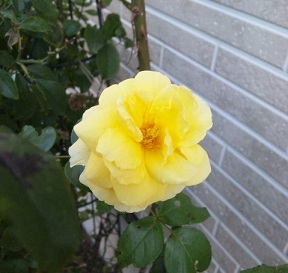 img_20131120-073052.jpg