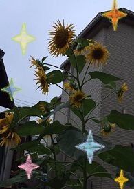 img_20150830-195830.jpg