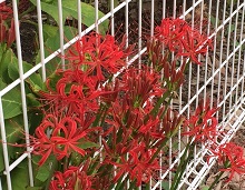 img_20150916-101817.jpg