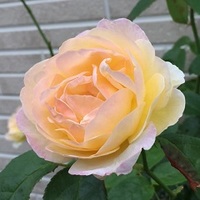 img_20160516-123202.jpg