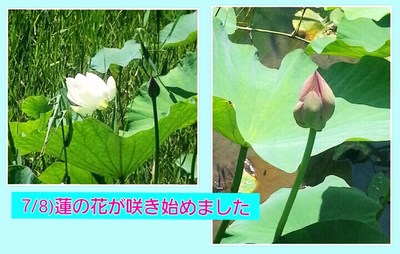 img_20140708-171744.jpg