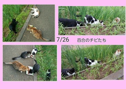 img_20150729-005541.jpg