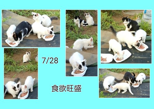 img_20150729-201609.jpg