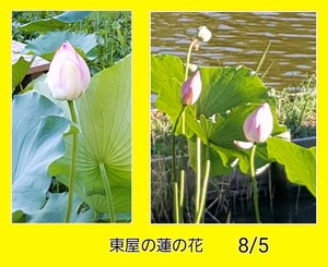 img_20150807-001006.jpg