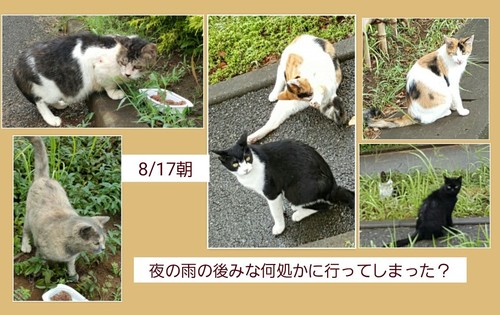 img_20150817-212700.jpg