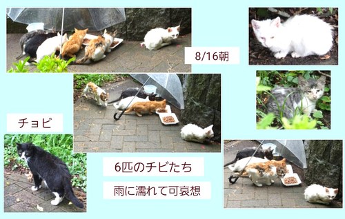 img_20150817-213110.jpg
