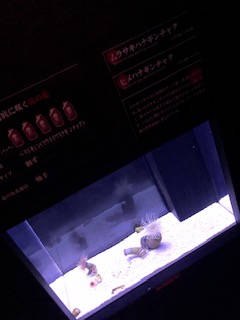 GWお遊び編＊グロ注意