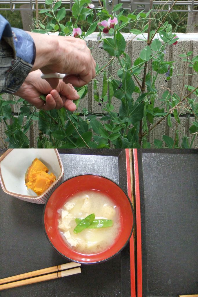 みんなんち菜園