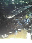 駿東郡清水町 柿田川公園A 湧水広場 画像