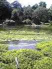 駿東郡清水町 柿田川公園C 木製八ツ橋から見た柿田 画像