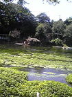 清水町柿田川公園D 木製八ツ橋からみた柿田川 画像