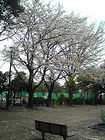 清水町総合運動公園の桜 画像