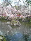 三嶋大社の池と桜 画像
