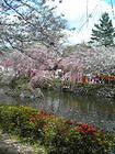 三嶋大社池と桜2 画像
