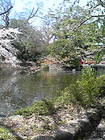 三嶋大社 池と桜3 画像