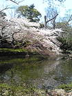 三嶋大社 池と桜4 画像