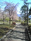 御殿場 中央公園 桜 画像