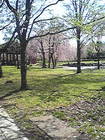 中央公園 桜 2 画像