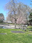 中央公園 桜 3 画像