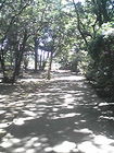 裾野市中央公園B木が多い道 画像