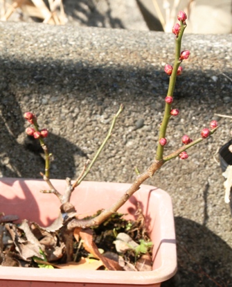 img_20120506-213807.jpg