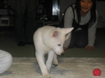 �摜