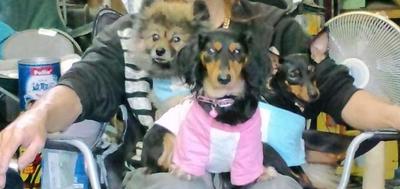 マスコット犬