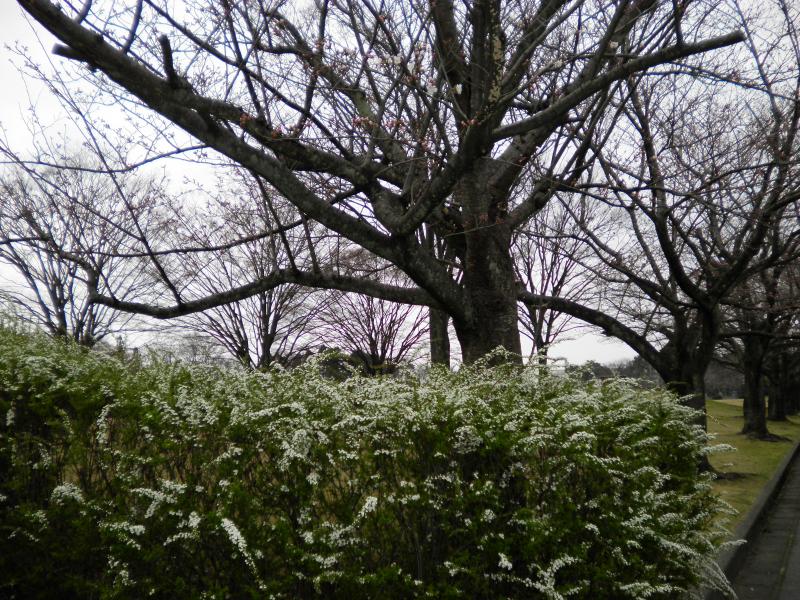 桜が咲き始めましたよ♪