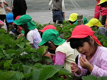 菜園