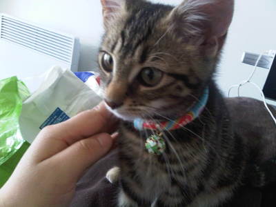 再び meowington