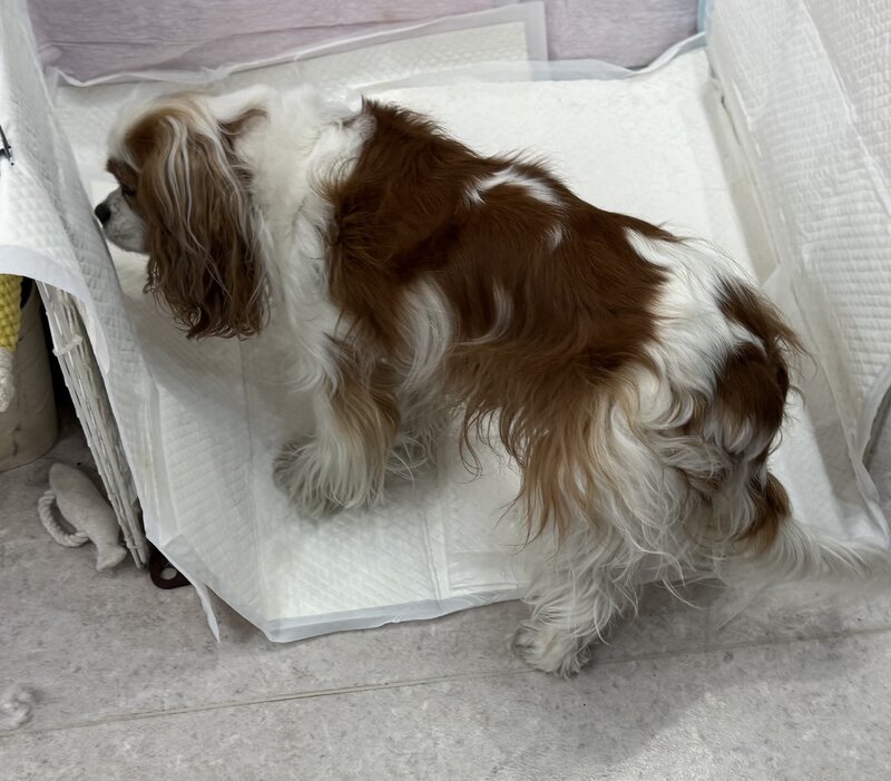 IMG_0106.jpeg