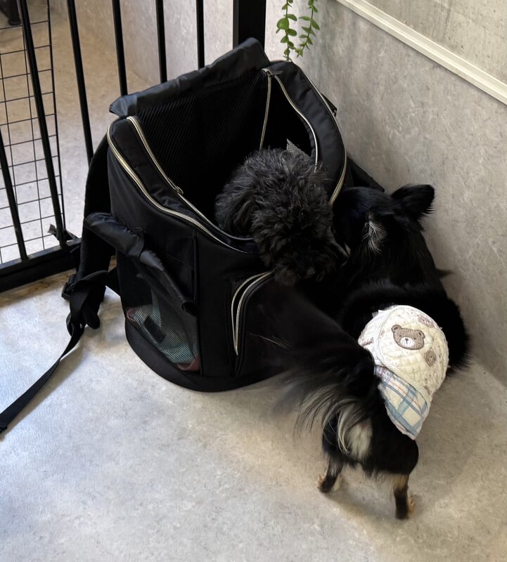 IMG_0203.jpeg