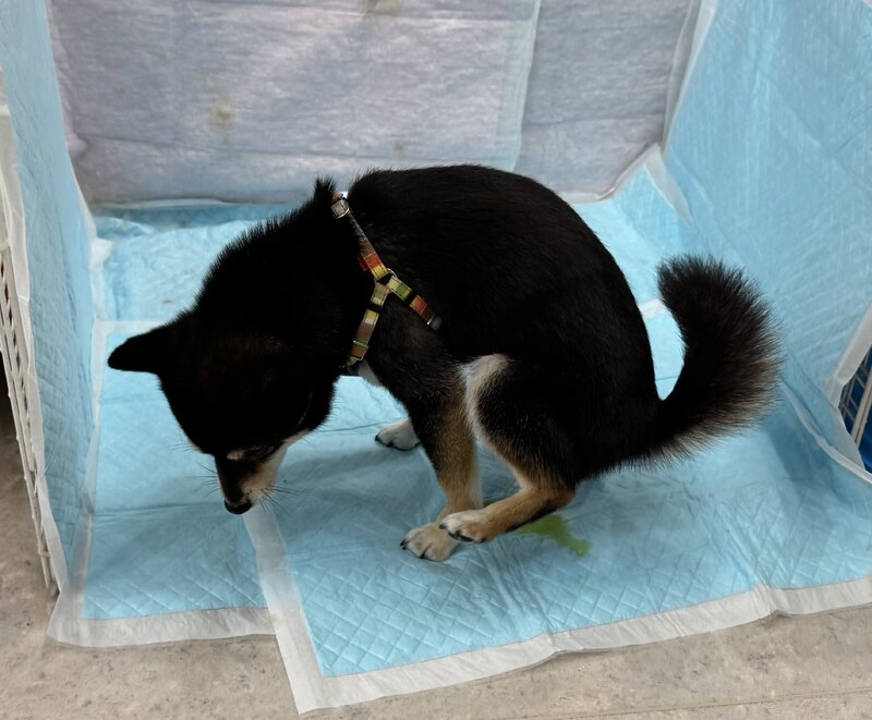 IMG_0637.jpeg