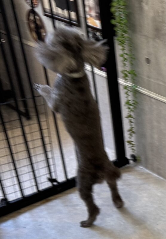 IMG_1415.jpeg
