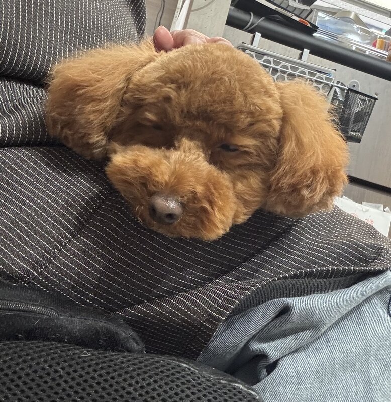 IMG_5236.jpeg