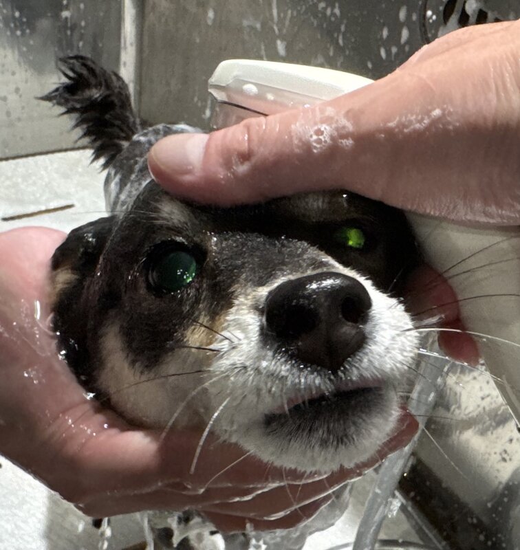 IMG_5242.jpeg