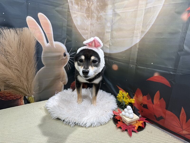 IMG_5244.jpeg