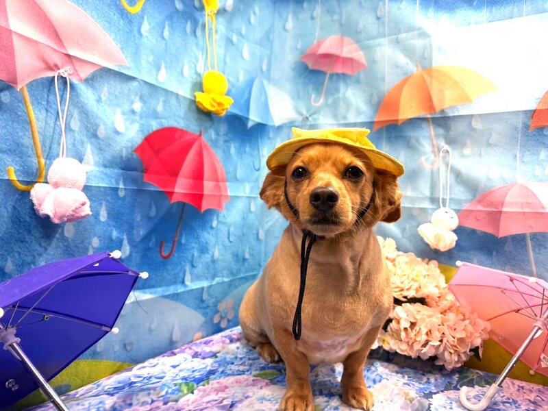 IMG_5342.jpeg