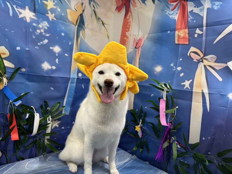 IMG_8371.jpeg