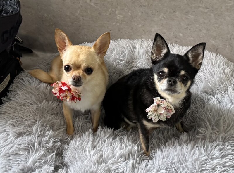 IMG_8720.jpeg