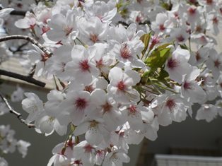 今日から26年度のスタートです