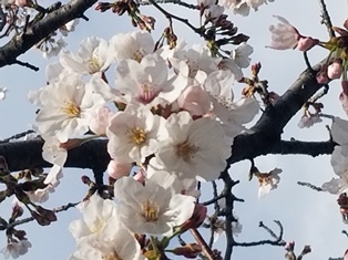 新年度もよろしくお願いします。