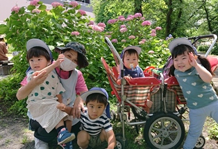 可愛いアジサイです。