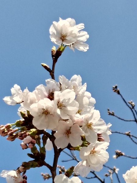 さぁ今日から新年度です