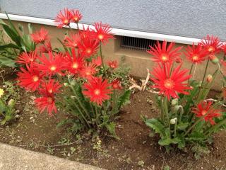 赤いガーベラの花を見つけたよ・・画像
