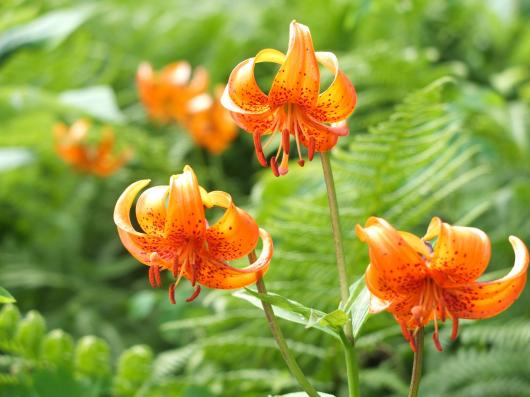 高山植物 クルマユリ画像